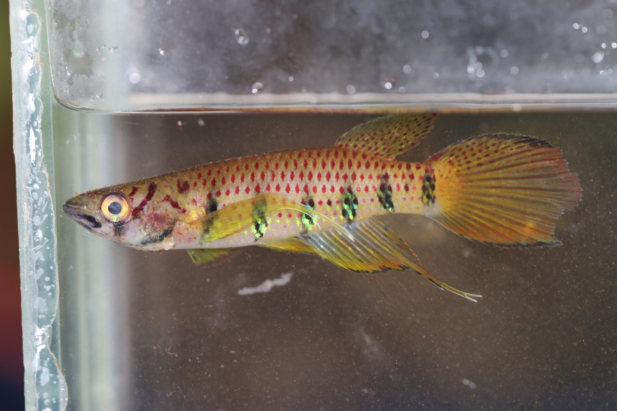 Epiplatys ansorgii