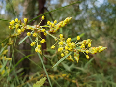 Acacia iteaphylla