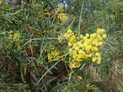 Acacia iteaphylla