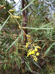 Acacia iteaphylla