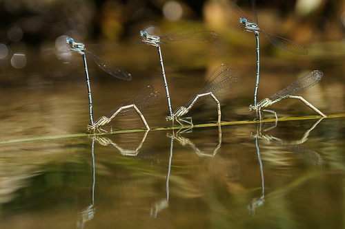 Blue Featherleg photo 3