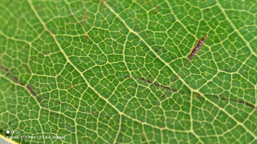 Foto de Copaíba