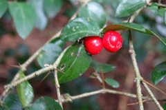 Damnacanthus indicus