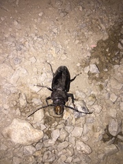 Mallodon chevrolatii