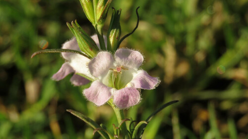Agalinis communis (Agalinis communis)