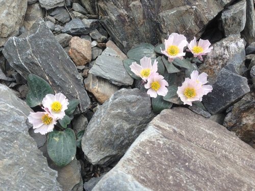 Image of Ranunculus parnassifolius by (c) Marc Riera, some rights reserved (CC BY)