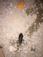 Mallodon chevrolatii