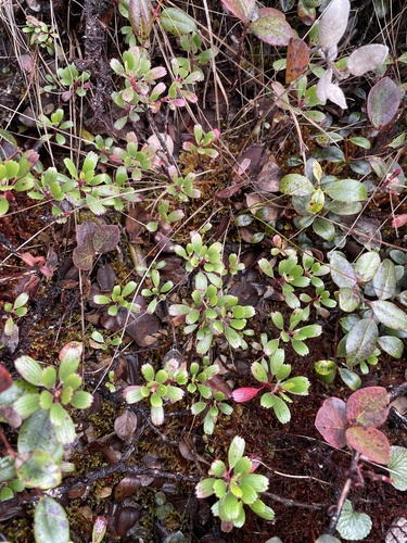 Geranium kauaiense