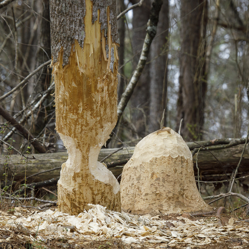American Beaver photographed in Georgia