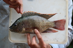 Schwebisch's Tilapia photo 2