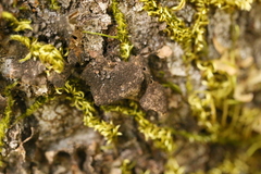 Sticta fuliginosa