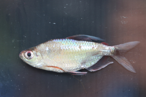 Ansorge-tetra (Nannopetersius ansorgii) — Alestidae — 2