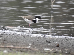 Erythrogonys cinctus