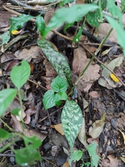 Eulophia maculata