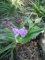 Tradescantia ernestiana