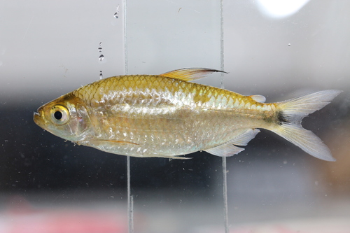 Intermediate robber (Brycinus intermedius) — Alestidae — 3