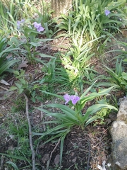 Tradescantia ernestiana