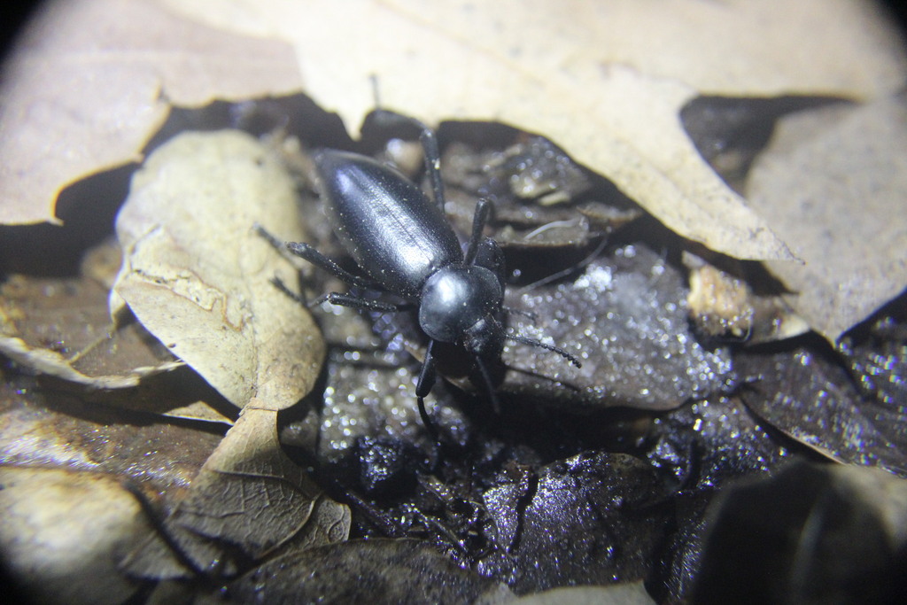 Desert Stink Beetles from San Diego, CA, USA on February 28, 2024 at 07 ...