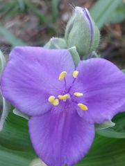 Tradescantia ernestiana