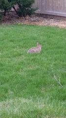 Sylvilagus floridanus