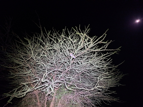 Northern White-faced Owl