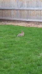Sylvilagus floridanus