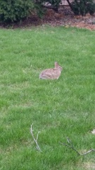 Sylvilagus floridanus