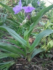 Tradescantia ernestiana