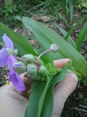 Tradescantia ernestiana
