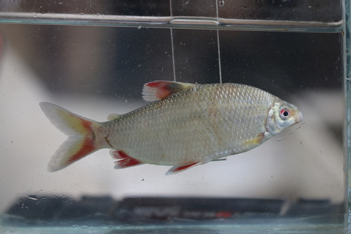 Redfin distichodus (Distichodus notospilus) — Distichodontidae — 4