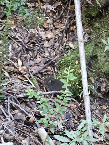 Long-clawed Mole Mouse