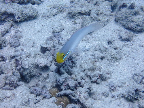 アカハチハゼの写真