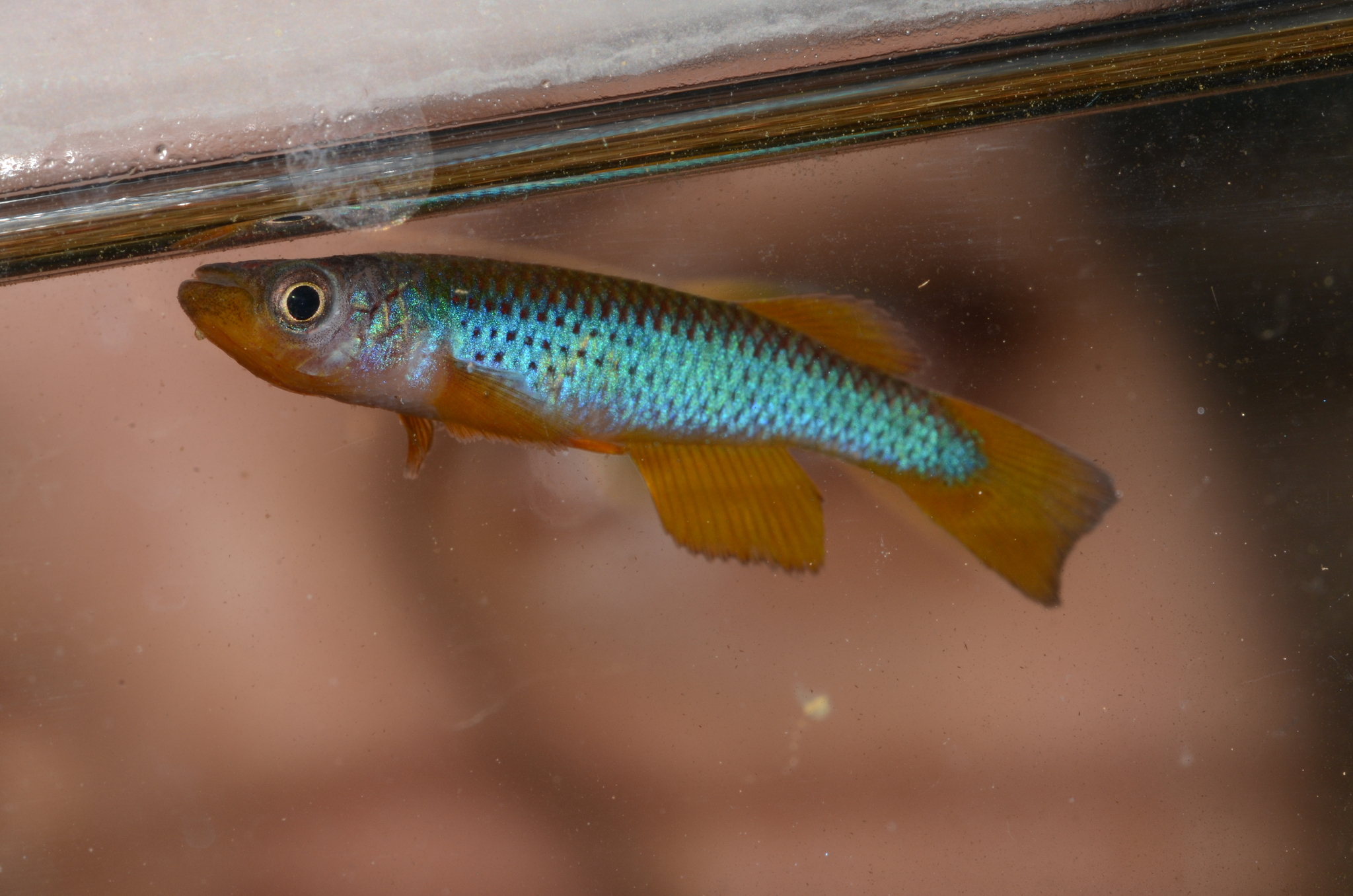 Aphyosemion mandoroense