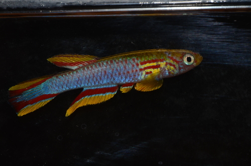 Sky-blue Killifish