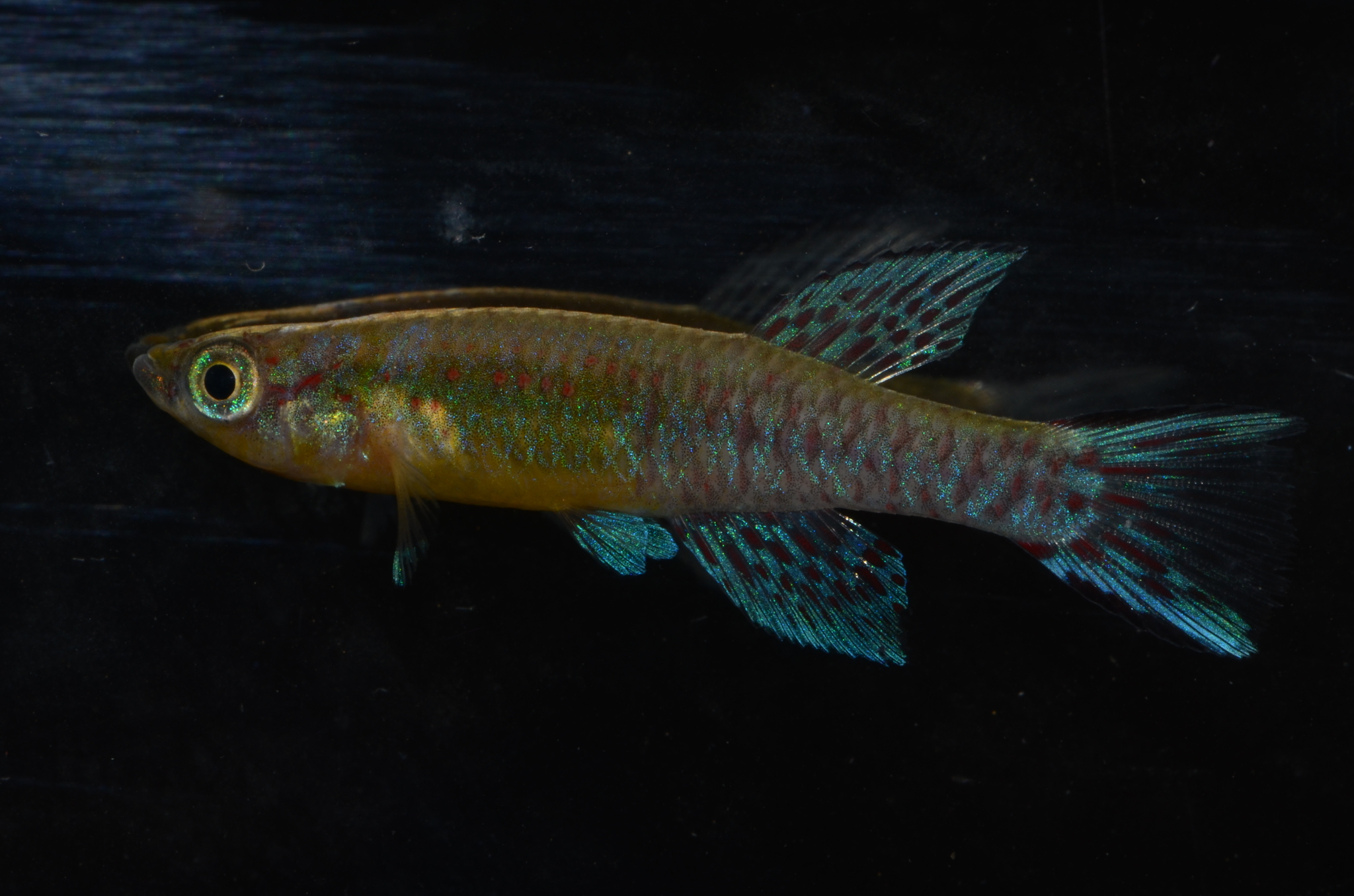 Aphyosemion cyanoflavum