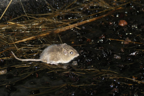 Silky Pocket Mouse