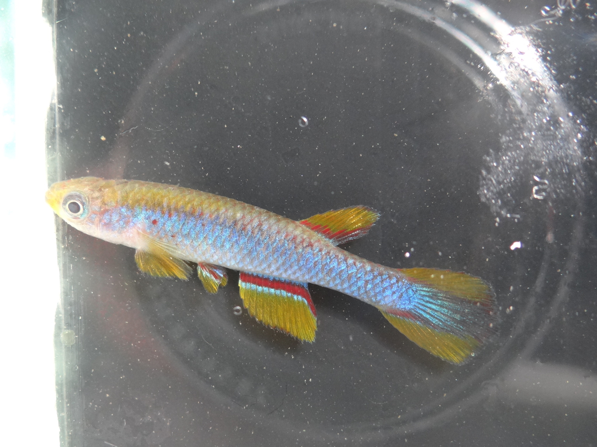 Aphyosemion cryptum