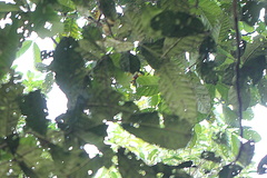Guarea kunthiana