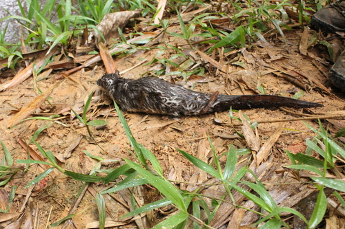 Giant Ottershrew