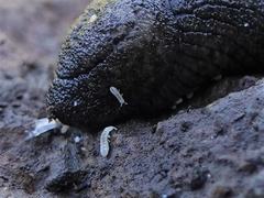 Tandonia budapestensis