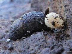 Tandonia budapestensis