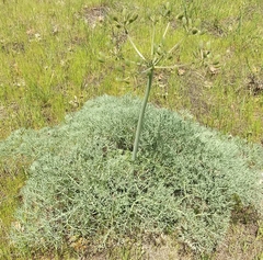 Lomatium columbianum