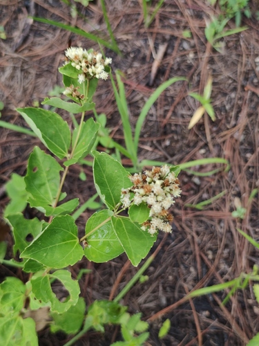 Calea ternifolia, photograph 6