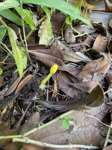 Leucocoprinus fragilissimus