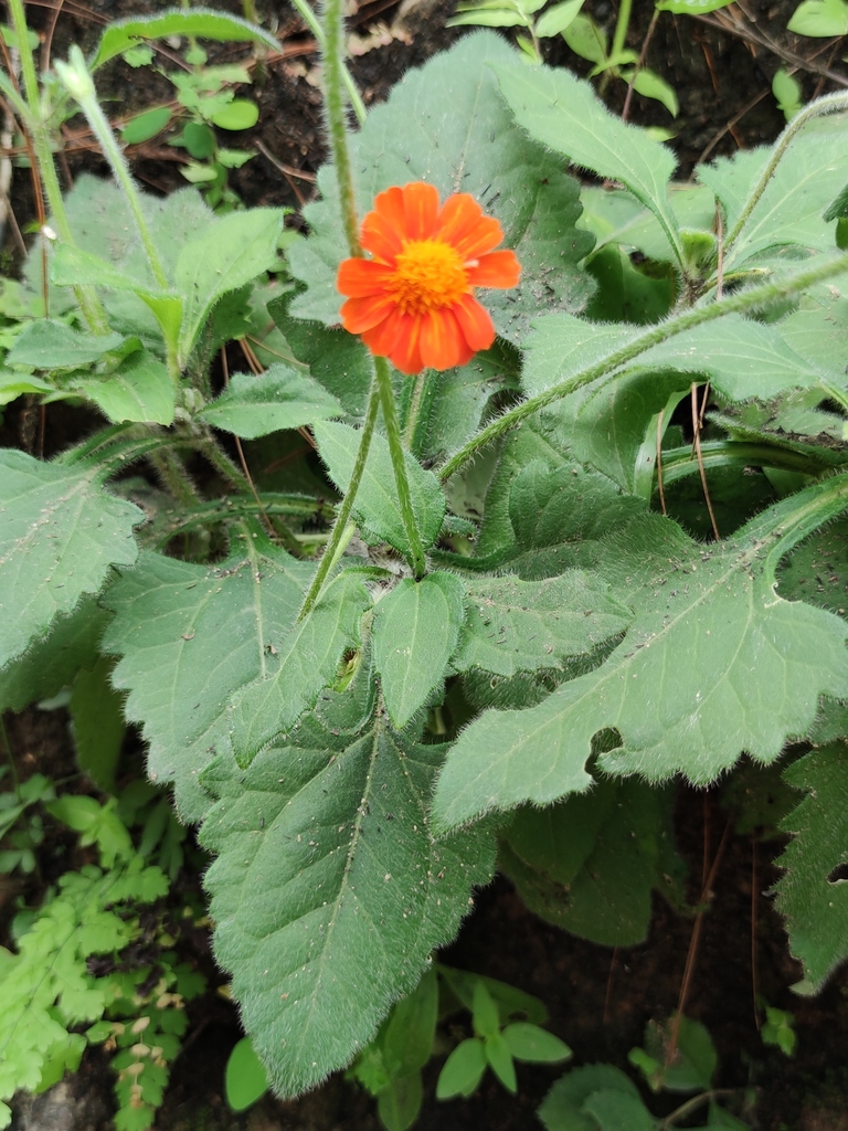 Tonalanthus