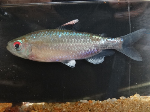Vlek-Afrikaanse tetra (Brachypetersius notospilus) — Alestidae — 3