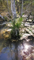 Carex decomposita