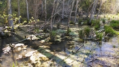 Carex decomposita