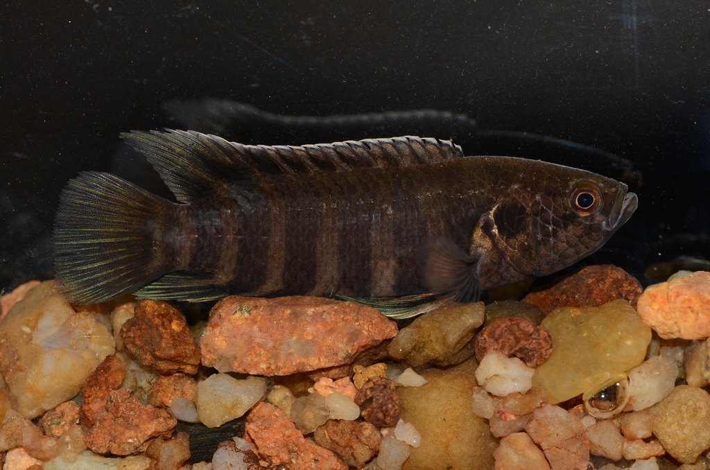 Dwarf climbing perch (Microctenopoma nanum) — Anabantidae