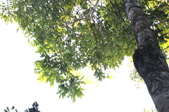 Lonchocarpus muehlbergianus